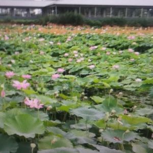 Meet your Posher, Carla